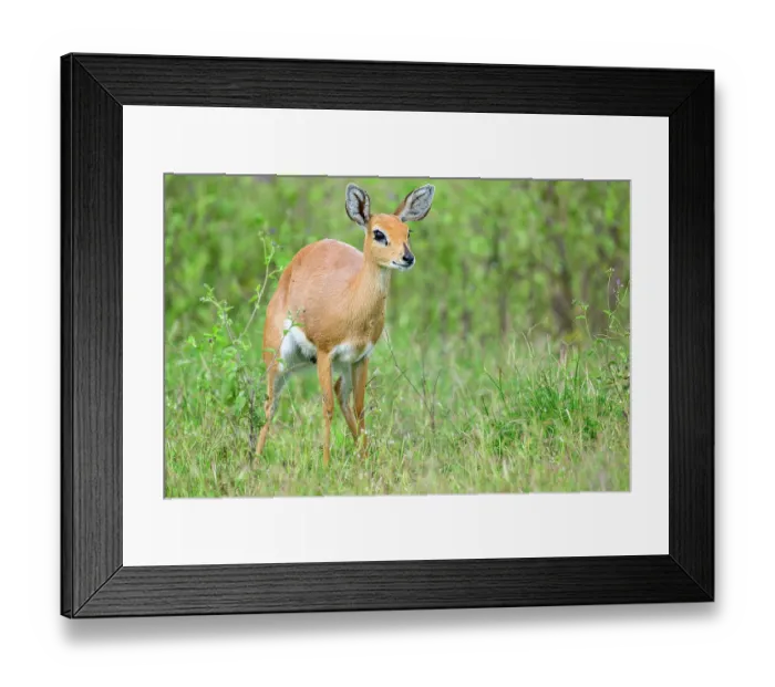 Framed Print : Steenbok (Raphicerus campestris) standing in grassland, Ndutu area, Ngorongoro Conservation Area (NCA) / Serengeti border, Tanzania Framed Print : Steenbok (Raphicerus campestris) standing in grassland, Ndutu area, Ngorongoro Conservation Area (NCA) / Serengeti border, Tanzania