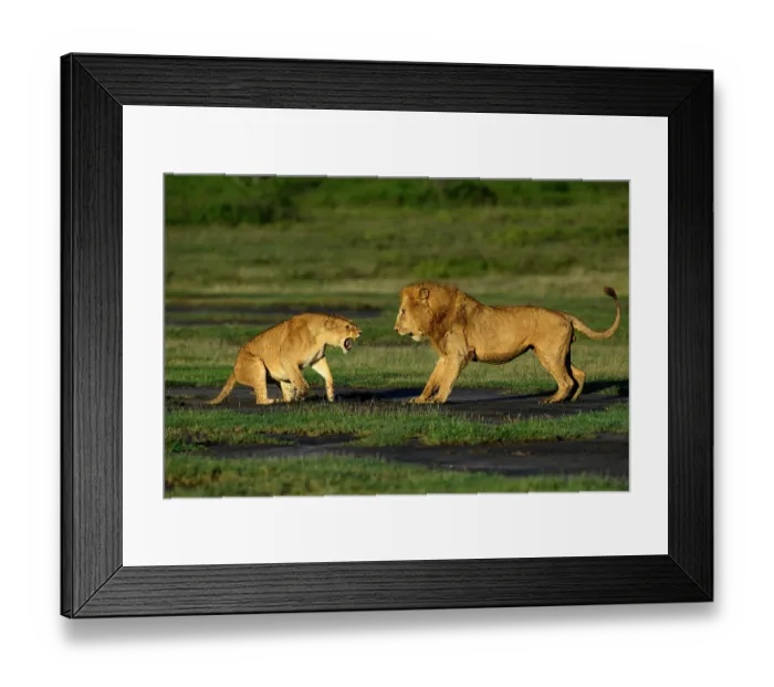 Framed Print : Lions (Panthera leo) pair, pre-courtship aggressive interaction in early morning light, Ndutu area, Ngorongoro Conservation Area (NCA) / Serengeti border, Tanzania Framed Print : Lions (Panthera leo) pair, pre-courtship aggressive interaction in early morning light, Ndutu area, Ngorongoro Conservation Area (NCA) / Serengeti border, Tanzania