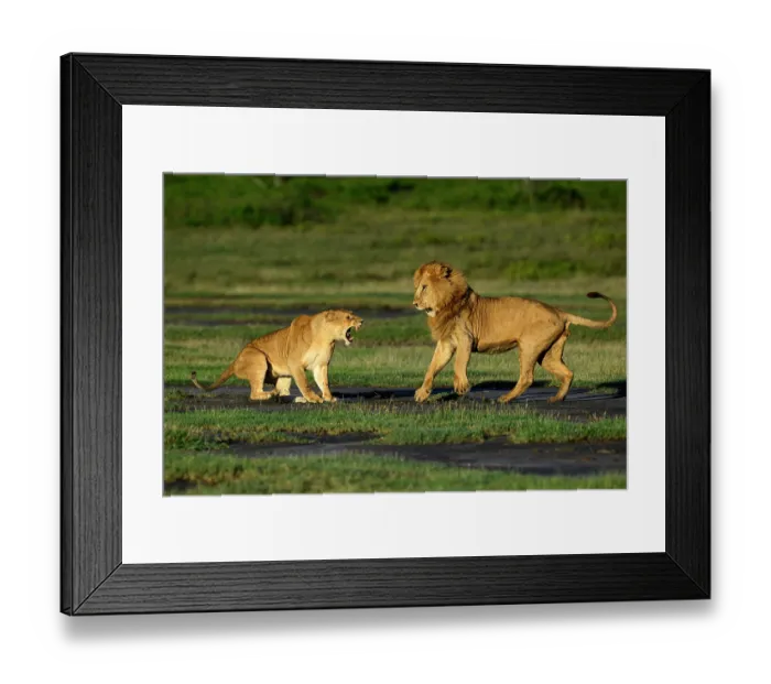 Framed Print : Lions (Panthera leo) pair, pre-courtship aggressive interaction in early morning light, Ndutu area, Ngorongoro Conservation Area (NCA) / Serengeti border, Tanzania Framed Print : Lions (Panthera leo) pair, pre-courtship aggressive interaction in early morning light, Ndutu area, Ngorongoro Conservation Area (NCA) / Serengeti border, Tanzania