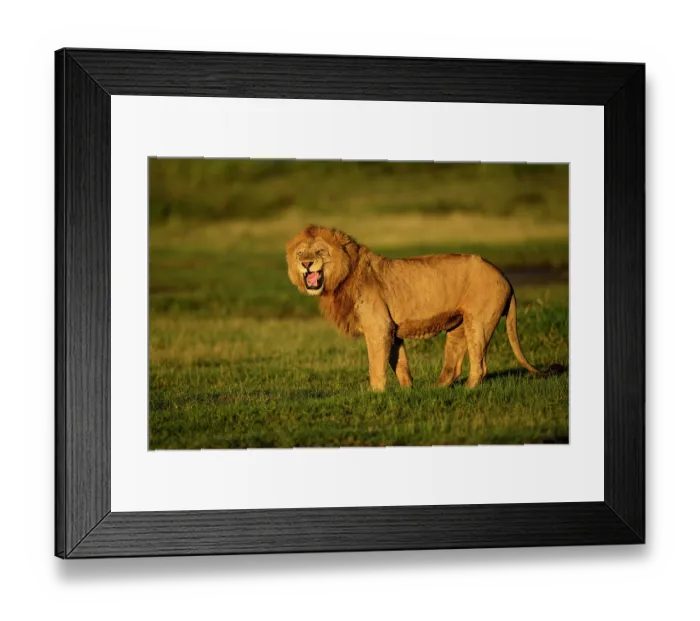 Framed Print : Lion (Panthera leo) male, smelling scent of female lion, using flehmen response, in early morning light, Ndutu area, Ngorongoro Conservation Area (NCA) / Serengeti border Framed Print : Lion (Panthera leo) male, smelling scent of female lion, using flehmen response, in early morning light, Ndutu area, Ngorongoro Conservation Area (NCA) / Serengeti border