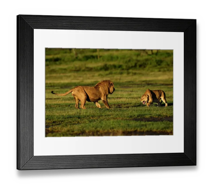 Framed Print : Lions (Panthera leo) pair, pre-courtship aggressive interaction in early morning light, Ndutu area, Ngorongoro Conservation Area (NCA) / Serengeti border, Tanzania Framed Print : Lions (Panthera leo) pair, pre-courtship aggressive interaction in early morning light, Ndutu area, Ngorongoro Conservation Area (NCA) / Serengeti border, Tanzania