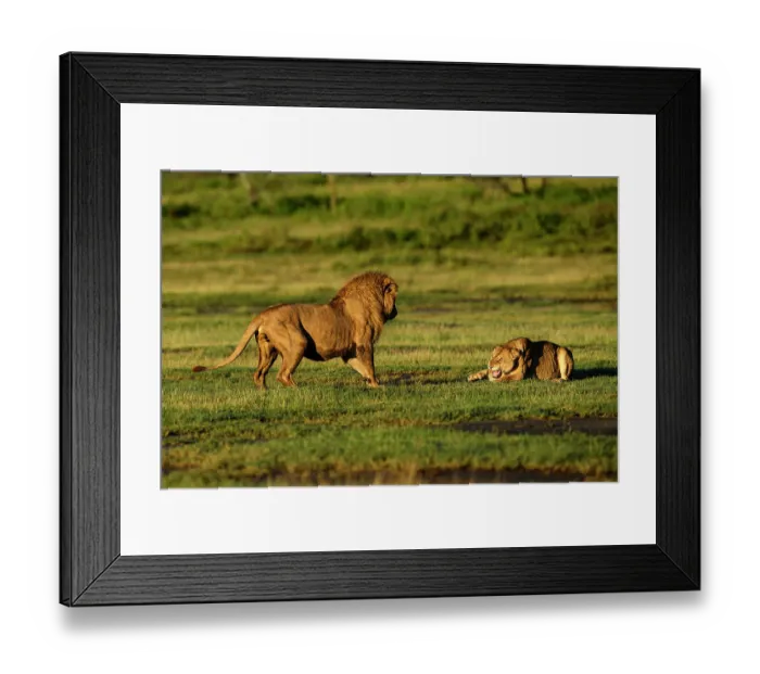 Framed Print : Lions (Panthera leo) pair, pre-courtship aggressive interaction in early morning light, Ndutu area, Ngorongoro Conservation Area (NCA) / Serengeti border, Tanzania Framed Print : Lions (Panthera leo) pair, pre-courtship aggressive interaction in early morning light, Ndutu area, Ngorongoro Conservation Area (NCA) / Serengeti border, Tanzania