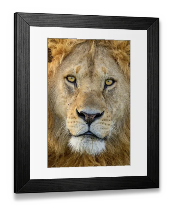 Framed Print : Lion (Panthera leo) male, head portrait, Ndutu area, Ngorongoro Conservation Area (NCA) / Serengeti border, Tanzania Framed Print : Lion (Panthera leo) male, head portrait, Ndutu area, Ngorongoro Conservation Area (NCA) / Serengeti border, Tanzania