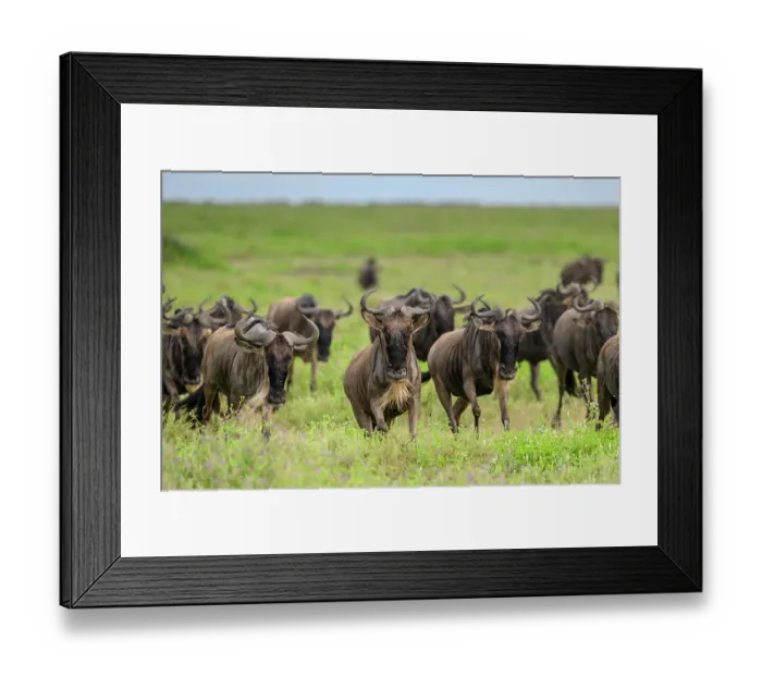 Framed Print : White-bearded wildebeest (Connochaetes taurinus) herd running on short-grass plains, Ndutu area, Ngorongoro Conservation Area (NCA) / Serengeti border, Tanzania Framed Print : White-bearded wildebeest (Connochaetes taurinus) herd running on short-grass plains, Ndutu area, Ngorongoro Conservation Area (NCA) / Serengeti border, Tanzania