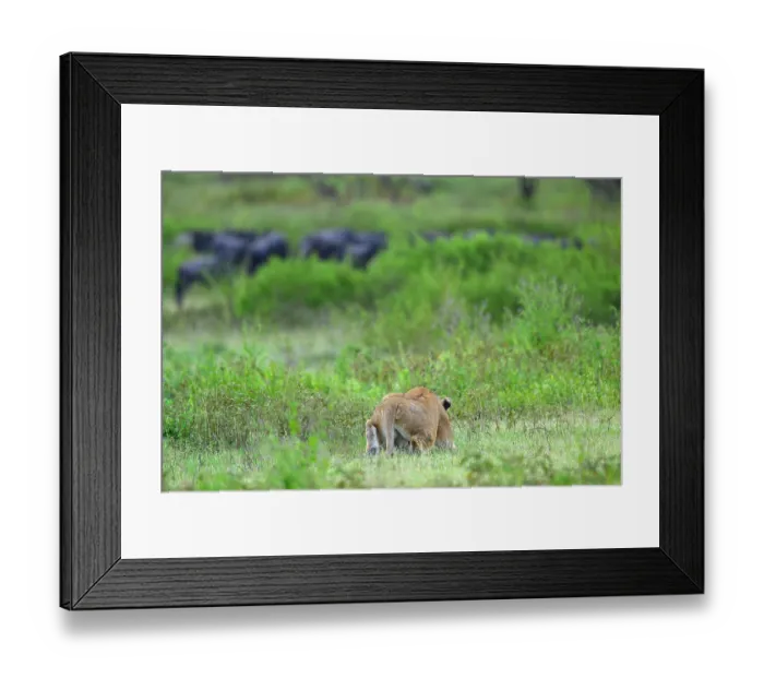 Framed Print : RF - Lion (Panthera leo) female, stalking a herd of White-bearded wildebeest (Connochaetes taurinus), Ndutu area, Ngorongoro Conservation Area (NCA) / Serengeti border, Tanzania Framed Print : RF - Lion (Panthera leo) female, stalking a herd of White-bearded wildebeest (Connochaetes taurinus), Ndutu area, Ngorongoro Conservation Area (NCA) / Serengeti border, Tanzania