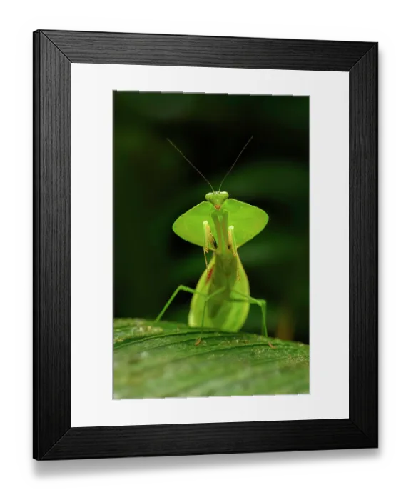 Framed Print : Tropical shield mantis (Choeradodis sp.) female, waiting in ambush on leaf, Kapari cloud forest, Choco, Pacific slope, Ecuador Framed Print : Tropical shield mantis (Choeradodis sp.) female, waiting in ambush on leaf, Kapari cloud forest, Choco, Pacific slope, Ecuador