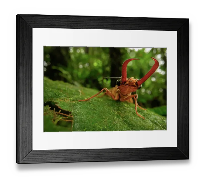Framed Print : Dobsonfly (Corydalinae) male, resting on leaf in cloud forest understorey, Kapari cloud forest, Choco, Pacific slope, Ecuador. Focus-stacked Framed Print : Dobsonfly (Corydalinae) male, resting on leaf in cloud forest understorey, Kapari cloud forest, Choco, Pacific slope, Ecuador. Focus-stacked