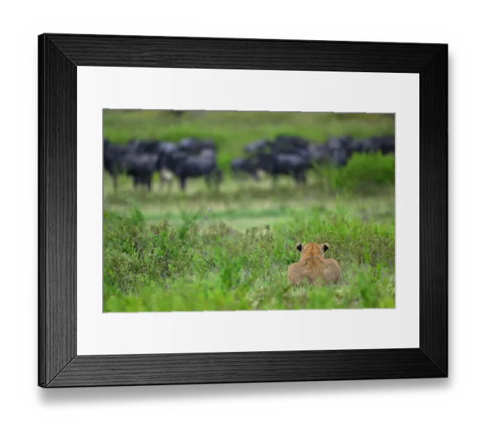 Framed Print : RF - Lion (Panthera leo) female, stalking a herd of White-bearded wildebeest (Connochaetes taurinus), Ndutu area, Ngorongoro Conservation Area (NCA) / Serengeti border, Tanzania Framed Print : RF - Lion (Panthera leo) female, stalking a herd of White-bearded wildebeest (Connochaetes taurinus), Ndutu area, Ngorongoro Conservation Area (NCA) / Serengeti border, Tanzania