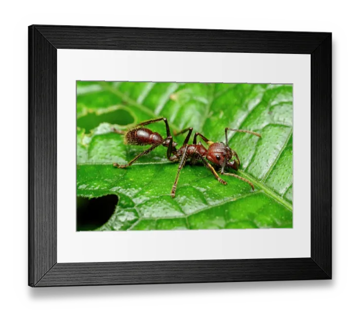 Framed Print : Bullet ant (Paraponera clavata) resting on leaf at night, Napo River, Yasuni National Park, Ecuador Framed Print : Bullet ant (Paraponera clavata) resting on leaf at night, Napo River, Yasuni National Park, Ecuador