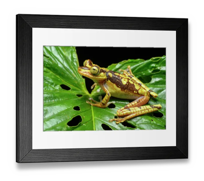 Framed Print : Imbabura tree frog (Boana picturata) resting on a leaf in rainforest understorey, Choco forest, western Andean slope, Ecuador Framed Print : Imbabura tree frog (Boana picturata) resting on a leaf in rainforest understorey, Choco forest, western Andean slope, Ecuador