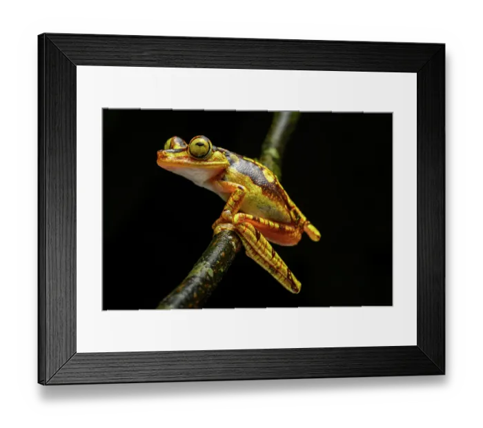 Framed Print : Imbabura tree frog (Boana picturata) resting on a branch in rainforest understorey at night, Choco forest, western Andean slope, Ecuador Framed Print : Imbabura tree frog (Boana picturata) resting on a branch in rainforest understorey at night, Choco forest, western Andean slope, Ecuador
