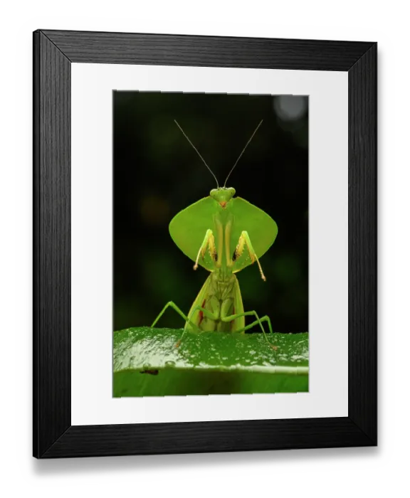 Framed Print : Tropical shield mantis (Choeradodis sp.) in defensive posture on leaf, Kapari cloud forest, Choco, Pacific slope, Ecuador Framed Print : Tropical shield mantis (Choeradodis sp.) in defensive posture on leaf, Kapari cloud forest, Choco, Pacific slope, Ecuador