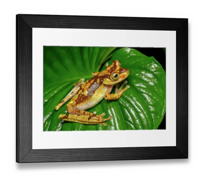 Framed Print : RF - Imbabura tree frog (Boana picturata) resting on a leaf in rainforest understorey, Choco forest, western Andean slope, Ecuador Framed Print : RF - Imbabura tree frog (Boana picturata) resting on a leaf in rainforest understorey, Choco forest, western Andean slope, Ecuador