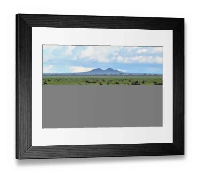Framed Print : RF - White-bearded wildebeest (Connochaetes taurinus) herd walking across short-grass plains, Ndutu area, Ngorongoro Conservation Area (NCA) / Serengeti border, Tanzania Framed Print : RF - White-bearded wildebeest (Connochaetes taurinus) herd walking across short-grass plains, Ndutu area, Ngorongoro Conservation Area (NCA) / Serengeti border, Tanzania