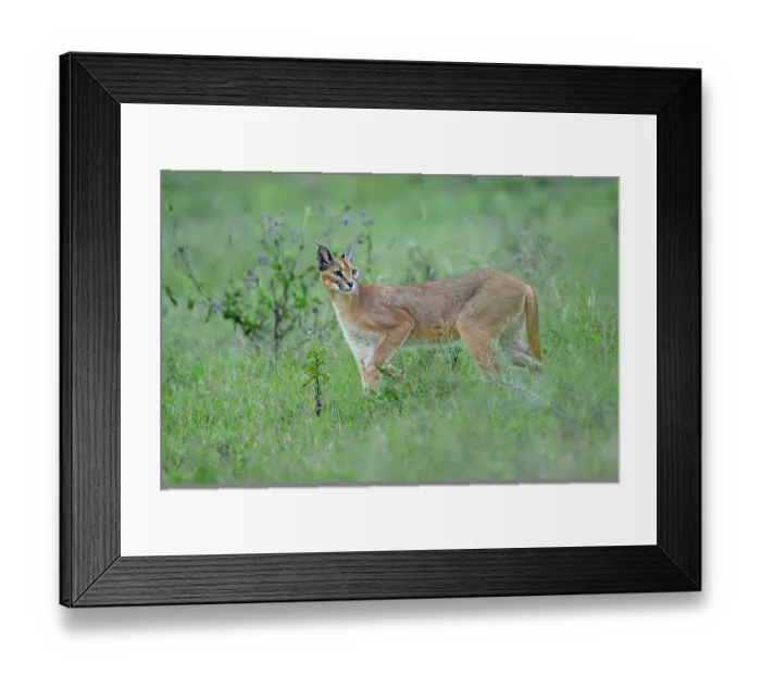 Framed Print : Caracal (Caracal caracal) female, standing alert in grassland at dusk, Ndutu area, Ngorongoro Conservation Area (NCA) / Serengeti border, Tanzania Framed Print : Caracal (Caracal caracal) female, standing alert in grassland at dusk, Ndutu area, Ngorongoro Conservation Area (NCA) / Serengeti border, Tanzania
