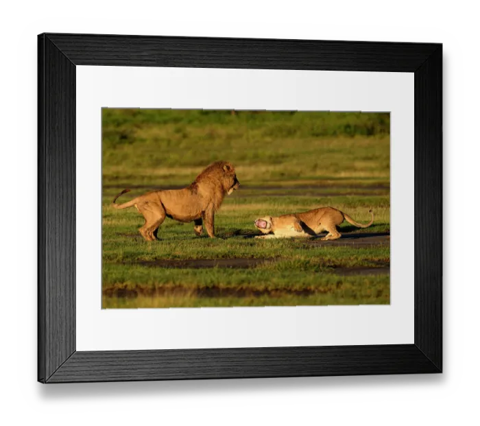 Framed Print : RF - Lions (Panthera leo) pair, pre-courtship aggressive interaction in early morning light, Ndutu area, Ngorongoro Conservation Area (NCA) / Serengeti border, Tanzania Framed Print : RF - Lions (Panthera leo) pair, pre-courtship aggressive interaction in early morning light, Ndutu area, Ngorongoro Conservation Area (NCA) / Serengeti border, Tanzania