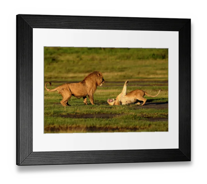 Framed Print : RF - Lions (Panthera leo) pair, pre-courtship aggressive interaction in early morning light, Ndutu area, Ngorongoro Conservation Area (NCA) / Serengeti border, Tanzania Framed Print : RF - Lions (Panthera leo) pair, pre-courtship aggressive interaction in early morning light, Ndutu area, Ngorongoro Conservation Area (NCA) / Serengeti border, Tanzania