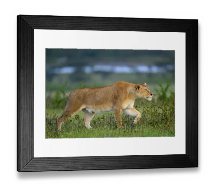 Framed Print : RF - Lion (Panthera leo) female, hunting, Ndutu area, Ngorongoro Conservation Area (NCA) / Serengeti border, Tanzania Framed Print : RF - Lion (Panthera leo) female, hunting, Ndutu area, Ngorongoro Conservation Area (NCA) / Serengeti border, Tanzania