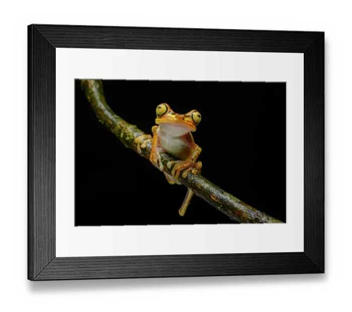 Framed Print : Imbabura tree frog (Boana picturata) resting on a branch in rainforest understorey at night, Choco forest, western Andean slope, Ecuador Framed Print : Imbabura tree frog (Boana picturata) resting on a branch in rainforest understorey at night, Choco forest, western Andean slope, Ecuador