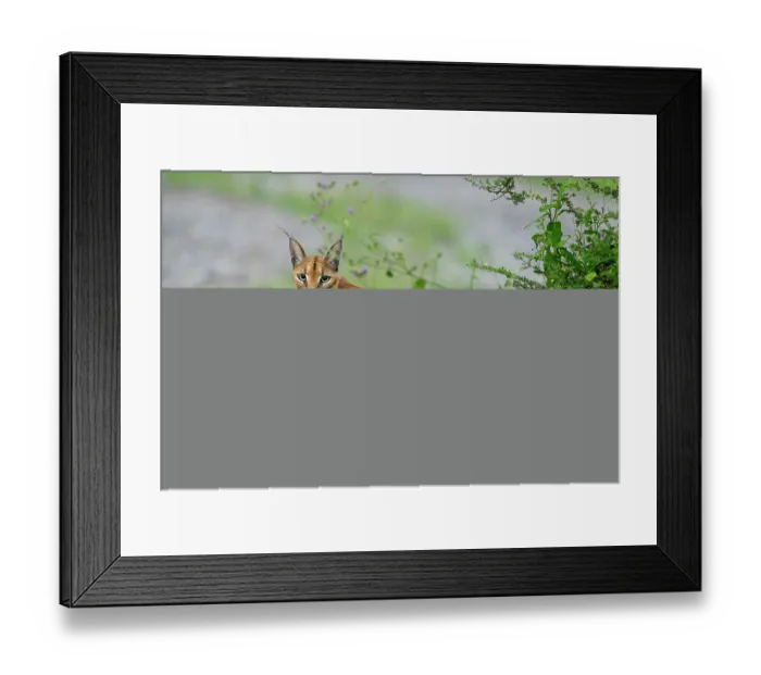 Framed Print : Caracal (Caracal caracal) female, portrait, Ndutu area, Ngorongoro Conservation Area (NCA) / Serengeti border, Tanzania Framed Print : Caracal (Caracal caracal) female, portrait, Ndutu area, Ngorongoro Conservation Area (NCA) / Serengeti border, Tanzania
