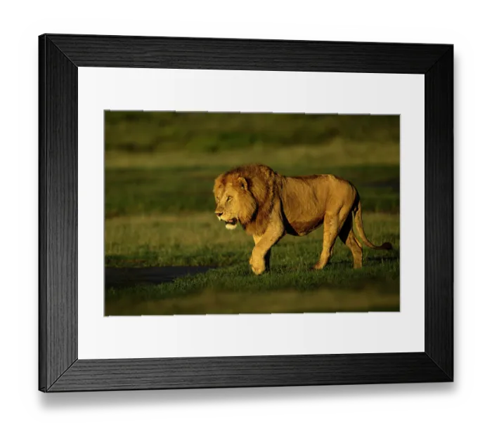 Framed Print : RF - Lion (Panthera leo) male, stalking towards female lion in early morning light, Ndutu area, Ngorongoro Conservation Area (NCA) / Serengeti border, Tanzania Framed Print : RF - Lion (Panthera leo) male, stalking towards female lion in early morning light, Ndutu area, Ngorongoro Conservation Area (NCA) / Serengeti border, Tanzania