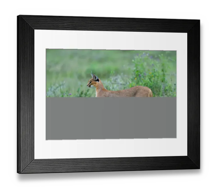 Framed Print : Caracal (Caracal caracal) female, standing alert in grassland at dusk, Ndutu area, Ngorongoro Conservation Area (NCA)  /  Serengeti border, Tanzania