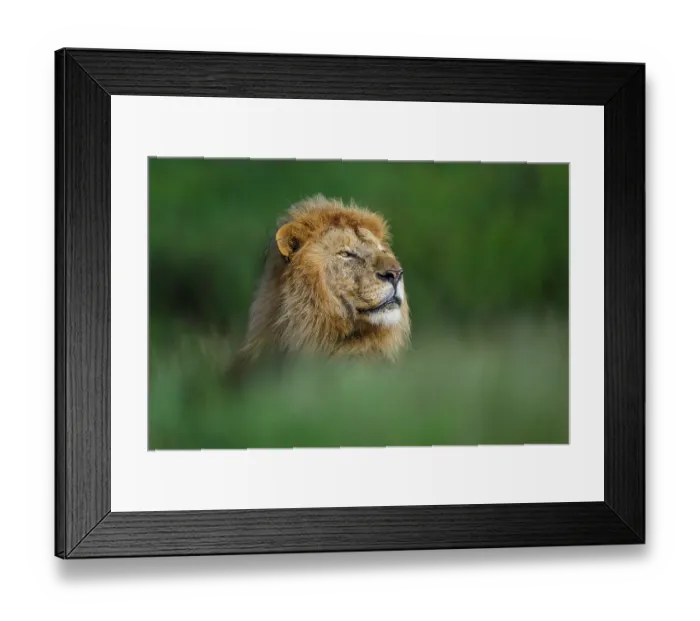 Framed Print : RF - Lion (Panthera leo) male, one of dominant coalition of five males, head portrait, Ndutu area, Ngorongoro Conservation Area (NCA) / Serengeti border, Tanzania Framed Print : RF - Lion (Panthera leo) male, one of dominant coalition of five males, head portrait, Ndutu area, Ngorongoro Conservation Area (NCA) / Serengeti border, Tanzania