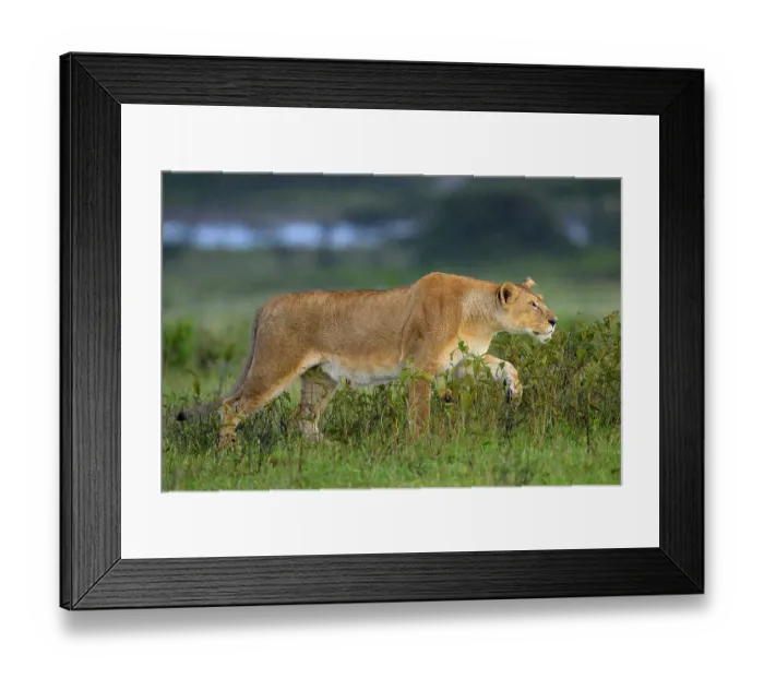 Framed Print : RF - Lion (Panthera leo) female, hunting, Ndutu area, Ngorongoro Conservation Area (NCA) / Serengeti border, Tanzania Framed Print : RF - Lion (Panthera leo) female, hunting, Ndutu area, Ngorongoro Conservation Area (NCA) / Serengeti border, Tanzania