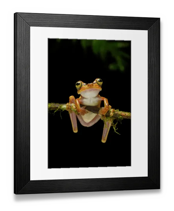 Framed Print : RF - Imbabura tree frog (Boana picturata) resting on a branch in rainforest understorey at night, Choco forest, western Andean slope, Ecuador Framed Print : RF - Imbabura tree frog (Boana picturata) resting on a branch in rainforest understorey at night, Choco forest, western Andean slope, Ecuador