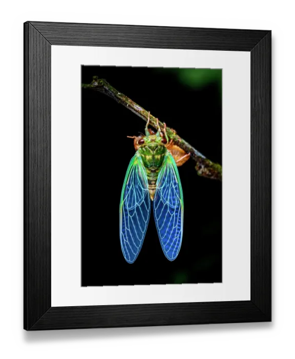 Framed Print : Cicada (Cicadoidea) - unknown species, recently emerged, resting on branch at night drying it's wings, buffer zone, Sumaco National Park, Amazon slope, Ecuador Framed Print : Cicada (Cicadoidea) - unknown species, recently emerged, resting on branch at night drying it's wings, buffer zone, Sumaco National Park, Amazon slope, Ecuador