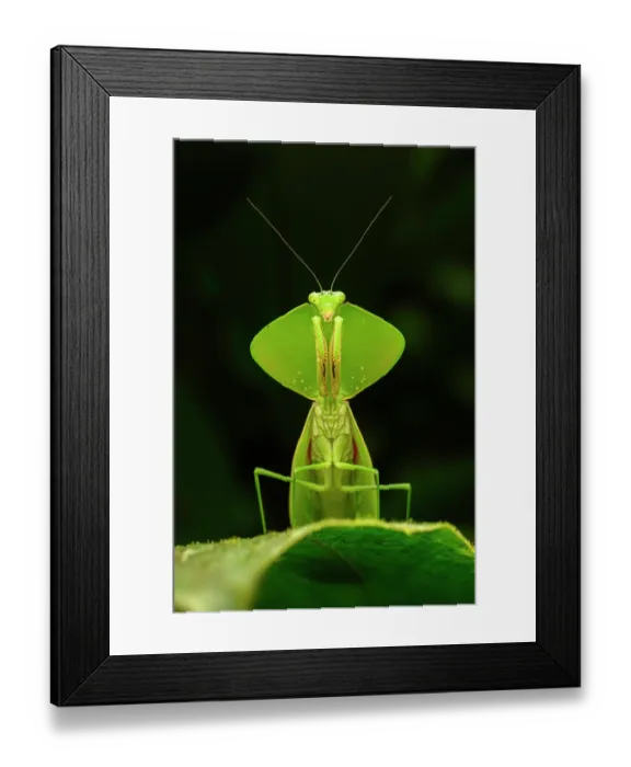 Framed Print : RF - Tropical shield mantis (Choeradodis sp.) female, waiting in ambush on leaf, Kapari cloud forest, Choco, Pacific slope, Ecuador Framed Print : RF - Tropical shield mantis (Choeradodis sp.) female, waiting in ambush on leaf, Kapari cloud forest, Choco, Pacific slope, Ecuador