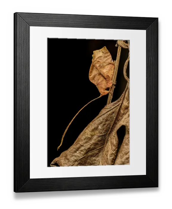 Framed Print : Dead-leaf mimic katydid (Tettigoniidae) camouflaged by dead leaf, buffer zone, Sumaco National Park, Amazon slope, Ecuador Framed Print : Dead-leaf mimic katydid (Tettigoniidae) camouflaged by dead leaf, buffer zone, Sumaco National Park, Amazon slope, Ecuador