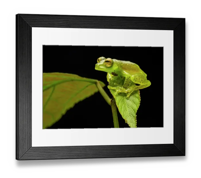 Framed Print : Emerald glass frog (Espadarana prosoblepon) resting on a leaf at night, Mindo, Pichincha, Ecuador Framed Print : Emerald glass frog (Espadarana prosoblepon) resting on a leaf at night, Mindo, Pichincha, Ecuador