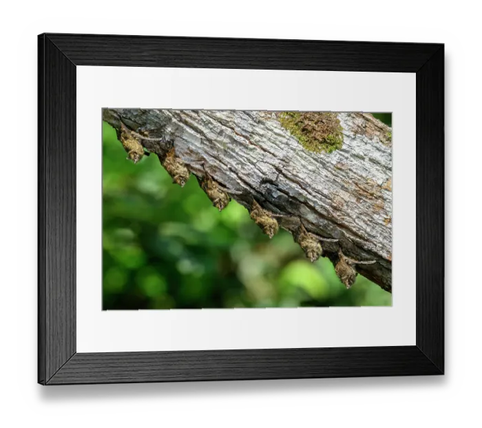 Framed Print : Group of Long-nosed bats (Rhynchonycteris naso) roosting on a branch above a tributary of the Napo river, Yasuni National Park, Amazonia, Ecuador Framed Print : Group of Long-nosed bats (Rhynchonycteris naso) roosting on a branch above a tributary of the Napo river, Yasuni National Park, Amazonia, Ecuador