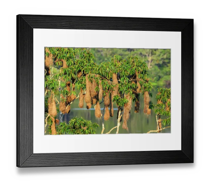 Framed Print : Russet-backed oropendola (Psarocolius angustifrons) nest colony hanging in tree along the Napo River, Yasuni National Park, Amazon, Ecuador Framed Print : Russet-backed oropendola (Psarocolius angustifrons) nest colony hanging in tree along the Napo River, Yasuni National Park, Amazon, Ecuador