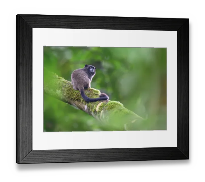 Framed Print : Graells tamarin (Saguinus graellsi) resting on branch in rainforest understorey, buffer zone, Sumaco National Park, Amazon slope, Ecuador Framed Print : Graells tamarin (Saguinus graellsi) resting on branch in rainforest understorey, buffer zone, Sumaco National Park, Amazon slope, Ecuador