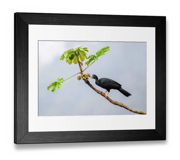 Framed Print : Wattled guan (Aburria aburri) feeding on fruit in Cecropia tree, buffer zone, Sumaco National Park, Amazon slope, Ecuador Framed Print : Wattled guan (Aburria aburri) feeding on fruit in Cecropia tree, buffer zone, Sumaco National Park, Amazon slope, Ecuador