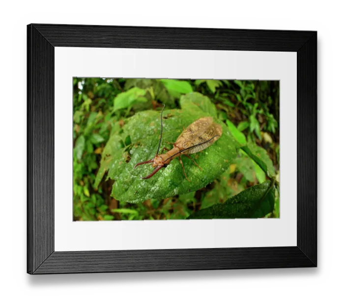 Framed Print : Dobsonfly (Corydalinae) male, resting on leaf in cloud forest understorey, Kapari cloud forest, Choco, Pacific slope, Ecuador Framed Print : Dobsonfly (Corydalinae) male, resting on leaf in cloud forest understorey, Kapari cloud forest, Choco, Pacific slope, Ecuador
