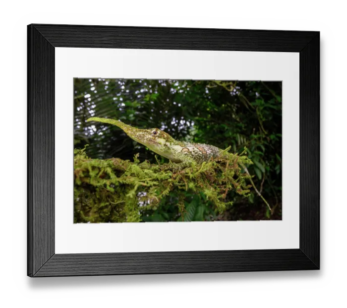 Framed Print : RF - Pinocchio lizard (Anolis proboscis) male, camouflaged on moss-covered branch in cloud forest, Mindo area, Paciific slope, Ecuador. Endangered Framed Print : RF - Pinocchio lizard (Anolis proboscis) male, camouflaged on moss-covered branch in cloud forest, Mindo area, Paciific slope, Ecuador. Endangered