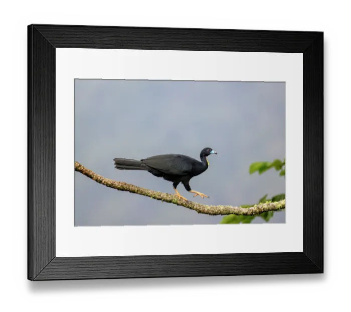 Framed Print : Wattled guan (Aburria aburri) walking along branch in Cecropia tree, buffer zone, Sumaco National Park, Amazon slope, Ecuador Framed Print : Wattled guan (Aburria aburri) walking along branch in Cecropia tree, buffer zone, Sumaco National Park, Amazon slope, Ecuador