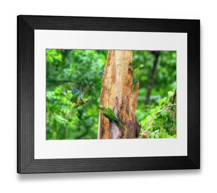 Framed Print : Three Red-bellied macaws (Orthopsittaca manilata) landing on rotting tree-trunk, Yasuni National Park, Amazon, Ecuador Framed Print : Three Red-bellied macaws (Orthopsittaca manilata) landing on rotting tree-trunk, Yasuni National Park, Amazon, Ecuador
