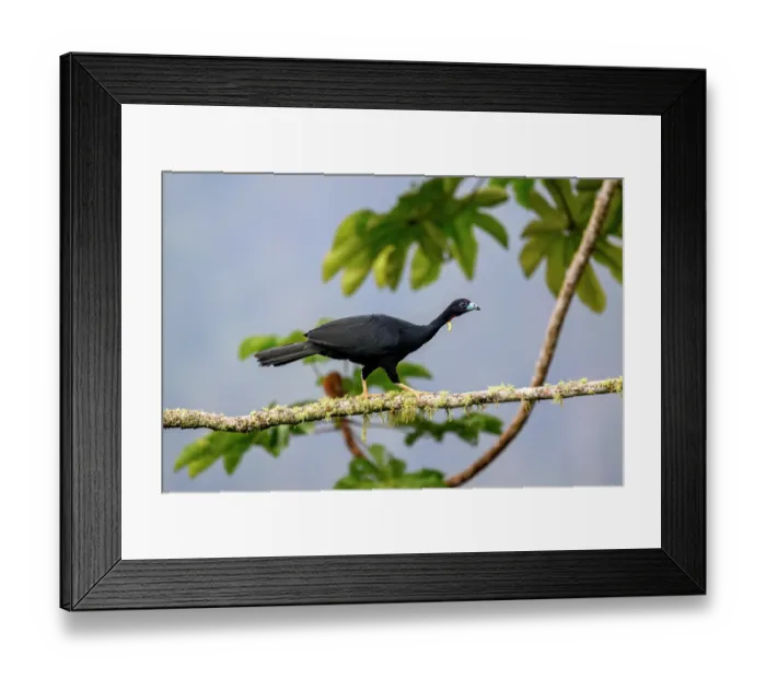 Framed Print : Wattled guan (Aburria aburri) walking along branch in Cecropia tree, buffer zone, Sumaco National Park, Amazon slope, Ecuador Framed Print : Wattled guan (Aburria aburri) walking along branch in Cecropia tree, buffer zone, Sumaco National Park, Amazon slope, Ecuador