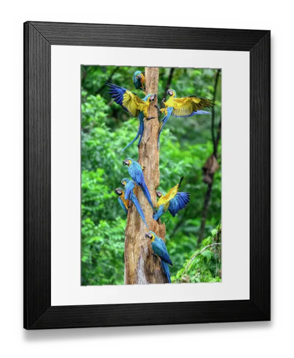 Framed Print : Blue-and-yellow macaws (Ara ararauna) flock perched on rotting tree-trunk, Yasuni National Park, Amazon, Ecuador Framed Print : Blue-and-yellow macaws (Ara ararauna) flock perched on rotting tree-trunk, Yasuni National Park, Amazon, Ecuador