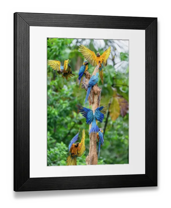 Framed Print : Blue-and-yellow macaws (Ara ararauna) flock gathering on rotting tree-trunk, Yasuni National Park, Amazon, Ecuador Framed Print : Blue-and-yellow macaws (Ara ararauna) flock gathering on rotting tree-trunk, Yasuni National Park, Amazon, Ecuador