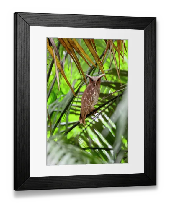 Framed Print : Crested owl (Lophostrix cristata) roosting in rainforest canopy, Yasuni National Park, Amazon, Ecuador Framed Print : Crested owl (Lophostrix cristata) roosting in rainforest canopy, Yasuni National Park, Amazon, Ecuador