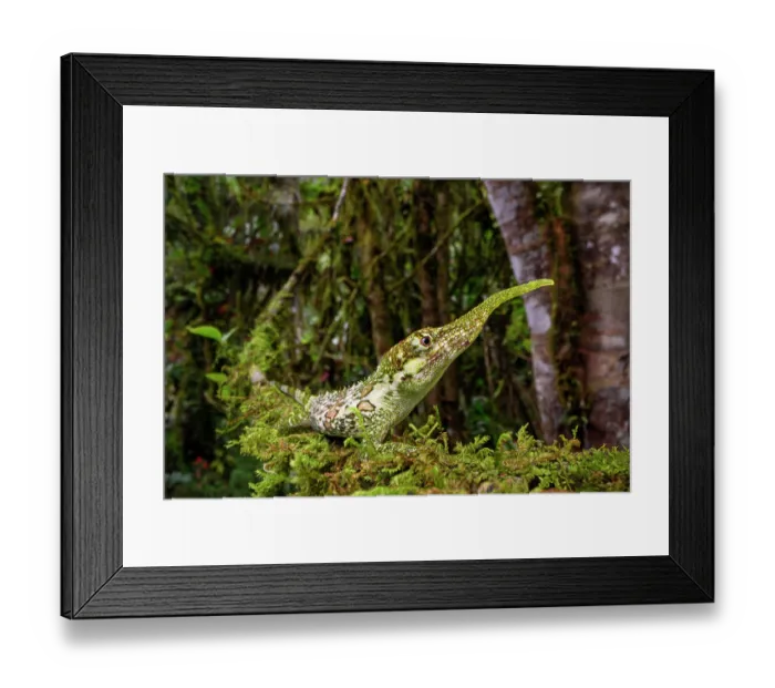 Framed Print : Pinocchio lizard (Anolis proboscis) male, camouflaged on moss-covered branch in cloud forest, Mindo area, Paciific slope, Ecuador. Endangered Framed Print : Pinocchio lizard (Anolis proboscis) male, camouflaged on moss-covered branch in cloud forest, Mindo area, Paciific slope, Ecuador. Endangered