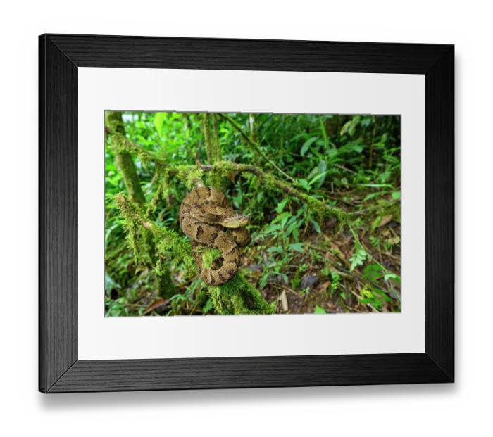Framed Print : Osborne's lancehead pitviper (Bothrops osbornei) resting on moss-covered branch in cloud forest understorey, Mindo area, Paciific slope, Ecuador. Controlled conditions Framed Print : Osborne's lancehead pitviper (Bothrops osbornei) resting on moss-covered branch in cloud forest understorey, Mindo area, Paciific slope, Ecuador. Controlled conditions