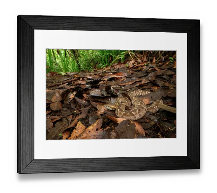 Framed Print : Cambell's toadheaded viper (Bothrocophias campbelli) camouflaged in leaf-litter in cloud forest, Mindo area, Paciific slope, Ecuador. Controlled conditions Framed Print : Cambell's toadheaded viper (Bothrocophias campbelli) camouflaged in leaf-litter in cloud forest, Mindo area, Paciific slope, Ecuador. Controlled conditions
