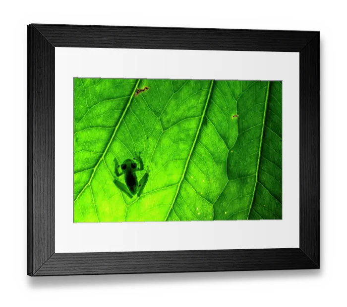 Framed Print : Emerald glass frog (Espadarana prosoblepon) resting on a leaf, Mindo, Pichincha, Ecuador Framed Print : Emerald glass frog (Espadarana prosoblepon) resting on a leaf, Mindo, Pichincha, Ecuador