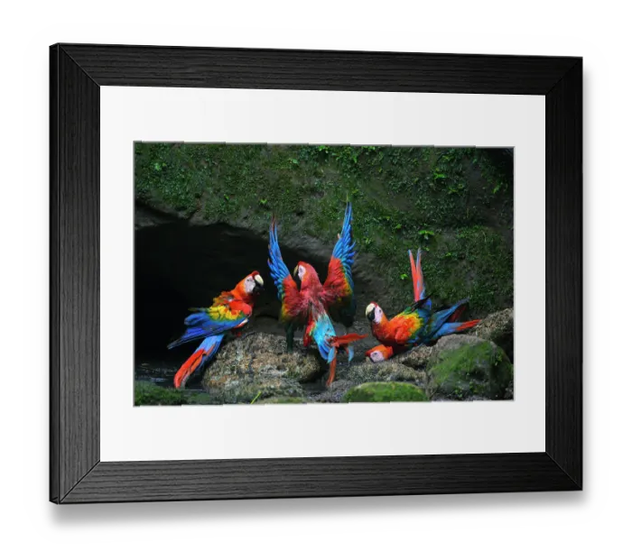 Framed Print : Group of Scarlet macaws (Ara macao) gathering at cave clay lick at base of a cliff along the Napo River, Yasuni National Park, Amazon, Ecuador Framed Print : Group of Scarlet macaws (Ara macao) gathering at cave clay lick at base of a cliff along the Napo River, Yasuni National Park, Amazon, Ecuador